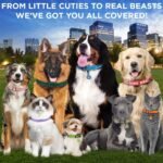 TECEUM Reflective Dog Collar – Lavender – M – Extra Soft Padding – Basic Nylon Dog Collar – Quick Release Buckle – Fits Small, Medium and Large Dogs, Puppies, Cats – ESA & Service Dog Options - Image 6