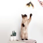 Cat Insect Feather Toys Replacement Cat Toy Wand Refills, 6 Pieces Natural Insect Cat Toy Feathers Refill, Interactive Cat Teaser Wand Attachments, with Bell - Image 8