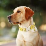 ARING PET Bees Dog Collar-Cute Dog Collar for Small Dogs, Adjustable Yellow Bees Print Pet Collars Puppy Collar for Small Medium Large Dogs - Image 6