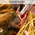 Baby Bird Feeding Kit with Syringe & Spoons, 6PCS 20ml Hand Feeding Device for Sick Parrots & Birds - Image 3