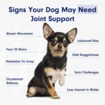 Petlab Co. Joint Care Chews, High Levels of Glucosamine for Dogs, Green Lipped Mussels, Omega 3 and Turmeric, Dog Hip and Joint Supplement to Actively Support Mobility, Packaging May Vary - Image 6