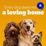 PEDIGREE with Tender Bites Small Dog Adult Dry Dog Food Chicken & Steak Flavour - With Whole Grains and Vegetables - Omega-6 for Healthy Coat and Skin, 2kg Bag - Image 6