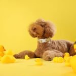 Maca Bates Summer Cute Dog Collar with Yellow Duck Print for Small Boy Gril Dogs,Spring and Summer Styles Durable,Soft,Thick,Adjustable Puppy Basic Collars for Male Female Pet with Safety Buckle - Image 3