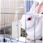 12pcs Hamster Molar Stone Guinea Pigs Rodent Hamsters Lab Natural Volcanic Rock Light Grey - Image 5