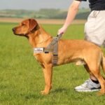 Annchwool No Pull Dog Harness with Soft Padded Handle,Reflective Strip Escape Proof and Quick Fit to Adjust Dog Harness,Easy for Training Walking for Small & Medium and Large Dog(Brown,S) - Image 7