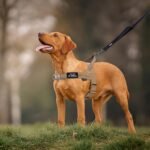 Annchwool No Pull Dog Harness with Soft Padded Handle,Reflective Strip Escape Proof and Quick Fit to Adjust Dog Harness,Easy for Training Walking for Small & Medium and Large Dog(Brown,S) - Image 8