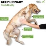 Deley Naturals Dog UTI Prevention Chews - Cranberry Supplement for Dogs for Incontinence, Bladder & Immune System Support - UTI Incontinence Supplement with D-Mannose - Supports Urinary Tract Health - Image 4