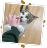 Meowijuana Crunchie Munchie Catnip Treats Bundle | 2 Chicken and 1 Seafood Medley | Made with Organic Catnip | Produced in The USA | Low Calorie Cat Snack - Image 8