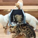 Enclosed Cat Litter Box,High Sided Stainless Steel Litter Box Anti-Leakage,Non-Stick Extra Large Litter Box with Lid,23.5" L x 15.5" W x 16" H(Grey) - Image 9