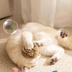 Rabbit Fur Ball Cat Toy, 3.9in Fuzzy Rabbit Fur Balls for Cats with Catnip, Interactive Fluffy Cat Toy Ball, Furry Catnip Toy Balls - Soft, Washable & Fun to Chase for Exercise Bonding (3pc) - Image 7