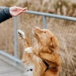 Rollover Small Crunchy Beef Cookies - 250 g - Image 5