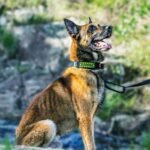 OneTigris Tactical Dog Collars with Handle,Military Dog Collar for Large Dog,Adjustable Nylon Collar German Shepherd Collar with Heavy Duty Metal B (L, Black) - Image 5