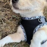 Small No Pull Dog Harness and Leash Set Escape Proof Adjustable Puppy Harness Small Breed Reflective Mesh Pet Soft Padded Vest Safe Walking Harnesses for Small Dogs Cat Kitten (Black-S) - Image 4