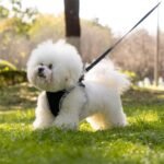 Small No Pull Dog Harness and Leash Set Escape Proof Adjustable Puppy Harness Small Breed Reflective Mesh Pet Soft Padded Vest Safe Walking Harnesses for Small Dogs Cat Kitten (Black-S) - Image 5