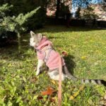 Small No Pull Dog Harness and Leash Set Escape Proof Adjustable Puppy Harness Small Breed Reflective Mesh Pet Soft Padded Vest Safe Walking Harnesses for Small Dogs Cat Kitten (Black-S) - Image 6