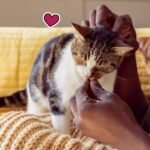 Temptations Wacky Blasts Cat Treats, Cluckin’ Bacon Flavour, 454g Tub - Image 8