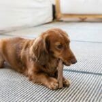 Petstages Dogwood Wood Alternative Dog Chew Toy, Small - Image 3