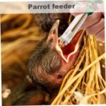 Baby Bird Feeding Kit 6PCS/Set 20ML Baby Birds Feeding Syringe with Hose and Spoons Hand Device with Scale and Positioning Screw for Sick Bird Hand for Birds - Image 5