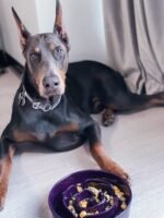 LE TAUCI Ceramic Slow Feeder Dog Bowl, 3 Cups for Medium Large Breed, Maze Design for Fast Eaters, Slows Down Eating, Puzzle Feeding Dish, Maze Purple - Image 4