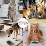 4PCS Stainless Steel Cat Bowl, Cat Food Bowls Whisker Friendly, Cat Food Dishes, 16cm Wide Shallow Kitten Bowls for Indoor Cats, Metal Cat Plates for Puppy, Small Dogs, Rabbits - Image 9
