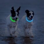 2-Pack LED Dog Collar, Light Up Dog Collars,Rechargeable Dog Lights for Night Walking，Universal, Reusable Safety Necklace for Small Medium Large Dogs Green&Blue - Image 6