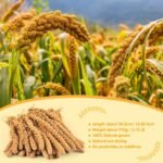 KATUMO 2LB/910g Spray Millet Treats, Natural Sun-Dried Bird Treats for Parakeet Conure Cockatiel Finch Pigeon Hamster Canary (910g) - Image 3