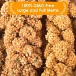 KATUMO 2LB/910g Spray Millet Treats, Natural Sun-Dried Bird Treats for Parakeet Conure Cockatiel Finch Pigeon Hamster Canary (910g) - Image 5