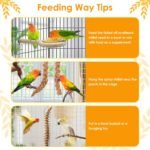 KATUMO 2LB/910g Spray Millet Treats, Natural Sun-Dried Bird Treats for Parakeet Conure Cockatiel Finch Pigeon Hamster Canary (910g) - Image 6