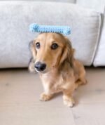 Nylabone Puppy Chew Toy & Treat Puppy Starter Set, Blue Puppy Chew Toys for Boys - Image 6