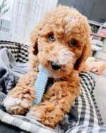 Nylabone Puppy Chew Toy & Treat Puppy Starter Set, Blue Puppy Chew Toys for Boys - Image 8