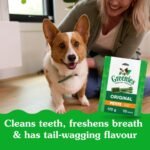 GREENIES Dog Treats Original Petite Natural Dental Care, (60 Treats) 36oz. Pack - Image 5