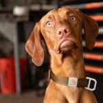 Carhartt Fully Adjustable Nylon Webbing Collars for Dogs, Reflective Stitching for Visibility - Image 5