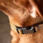 Carhartt Fully Adjustable Nylon Webbing Collars for Dogs, Reflective Stitching for Visibility - Image 6