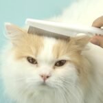 6 Different Kinds of Pet Dog Cat Flea Comb Remover Combs,Stainless Steel Pet Flea Comb for Effectively Clean And Remove Tangles, Dirt, Fleas, Lice, And Ticks, Suitable For Pet Combs - Image 6