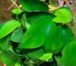 Live aquat Plants, Multiple Aquarium Plants (Anubias barteri Petite from Tropica), Potted - Image 3
