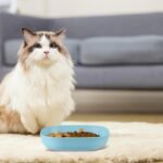 Cat Food Bowl Set 6 inch Wide Shallow Cat Bowl for Relief Whisker Fatigue,Small Flat Cat Dish Shallow Pet Feeding Dish or Plate for Cats and Small Dogs (4Pcs) - Image 8