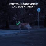 LED Dog Collar, Rechargeable Light Up Dog Collars,IP67 Waterproof Dog Lights for Night Walking，Adjustable, Reusable Safety Necklace for Small Medium Large Dogs (Pink) - Image 4