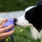 Chewise Bully Stick Holder for Dogs, BPA-Free Safety Dog Chew Holder to Prevent Choking, Fits Various Bully Sticks and Dog Sizes - Image 10