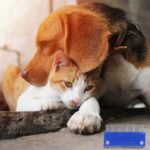 5 Pack Pet Dog Cat Flea Comb Tear Eye Stain Remover Combs, Hair Brush Effectively Clean Removes Tangles, Dirt, Fleas, Lice, Ticks, for Pets Hair Comb - Image 4