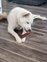 Bully Bunches Beef Jerky Strips - All-Natural Dental Chews For Dogs Of All Ages | Fully Digestible & Soft on teeth -Made From Single Ingredient Beef Esophagus/Gullet -Proudly Canadian(6 Inch, 16 Pack) - Image 5