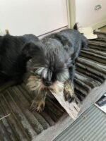 Bully Bunches Beef Jerky Strips - All-Natural Dental Chews For Dogs Of All Ages | Fully Digestible & Soft on teeth -Made From Single Ingredient Beef Esophagus/Gullet -Proudly Canadian(6 Inch, 16 Pack) - Image 7