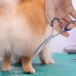 Cat Dog Grooming Scissors, Pet Grooming Scissor with Safety Round Tip, Stainless Steel Dog Cat Grooming Shears (Down Curved Scissors) - Image 8