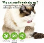 90g Cat Grass Treats, Cat Grass Teething Stick for Hairball Remove and Teeth Cleaning, Edible Cats Grasses Stick Snack - Image 8