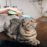 2 Pcs Lice Comb,1.8cm Short Teeth And 3.4cm Long Teeth Lice/Flea/Dandruff Comb,Comprehensive Removal Of Lice,Suitable For Cat/Dog Flea And Tick Treatment Long Fine Thick Hair - Image 7