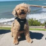 Best Pet Supplies Voyager Step-in Air Harness - All Weather Mesh, Reflective, No Pull Harness for Dogs, Cats - Secure with Hook & Loop Fastener, Buckle, Double D-Rings - Black, S - Image 9