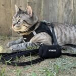 Best Pet Supplies Voyager Step-in Air Harness - All Weather Mesh, Reflective, No Pull Harness for Dogs, Cats - Secure with Hook & Loop Fastener, Buckle, Double D-Rings - Black, S - Image 10