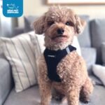 Best Pet Supplies Voyager Step-in Air Harness - All Weather Mesh, Reflective, No Pull Harness for Dogs, Cats - Secure with Hook & Loop Fastener, Buckle, Double D-Rings - Black, S - Image 12