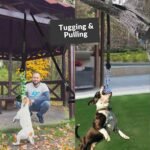 Outdoor Bungee Tug Solo Hanging Toy, Tree Tugger Dog Pull Rope Tug a War for Pitbull Medium Large Aggressive Chewers, Interactive Dog Tether Toy for Yard, 2 Rope Toys - Image 6