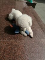 Dog Toys for Aggressive Chewers Indestructible Large Breed and Squeaky Goose for Large Breed - Image 4