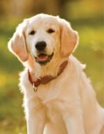 Dr. Khalsa's Natural Dog: Holistic Therapies, Nutrition, and Recipes for Healthier Dogs - Image 8